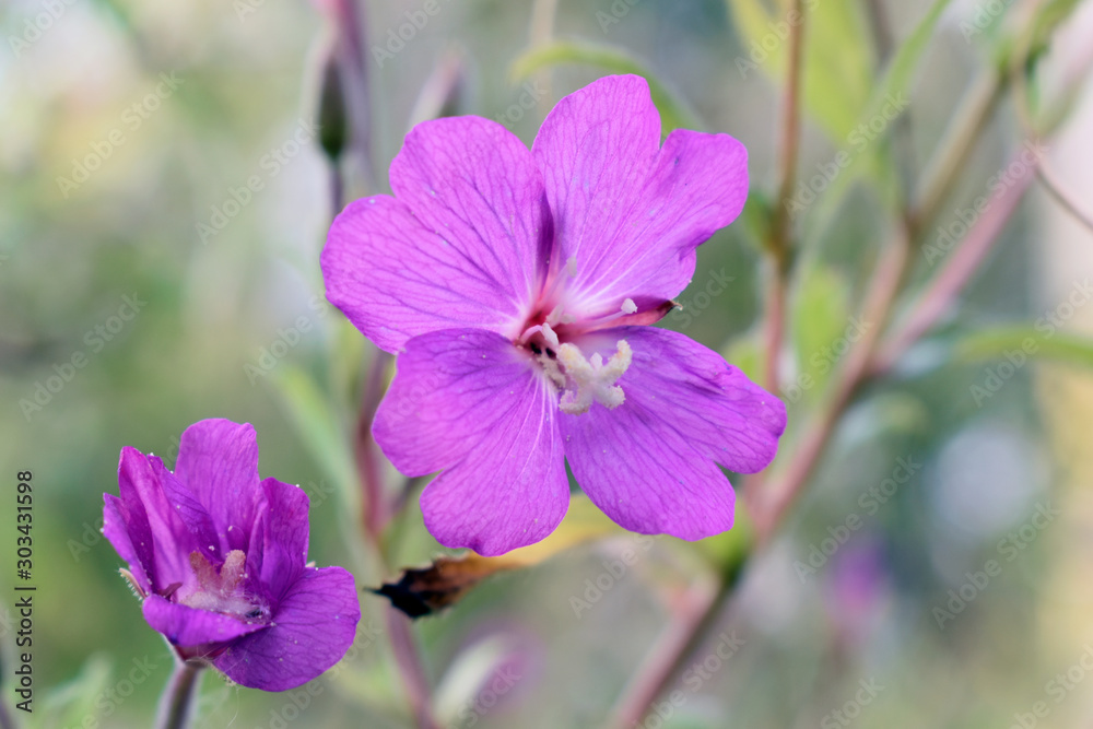 Closeup photo of a beautiful flower. Closeup photo of a beautiful flower.