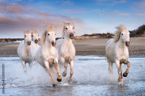 Fototapeta Naklejka Na Ścianę i Meble -  White horses in Camargue, France.
