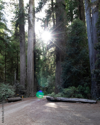 redwoods sun with real lensflare
