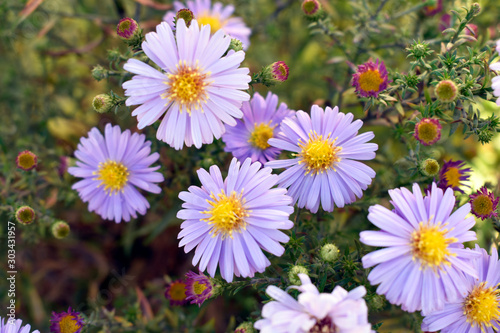 Colorful autumn flowers. Beautiful flowers blooming in the fall.