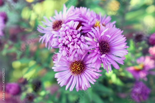 Colorful flowers in the fall. Beautiful and colorful autumn flowers. © Mikalai Shtyk