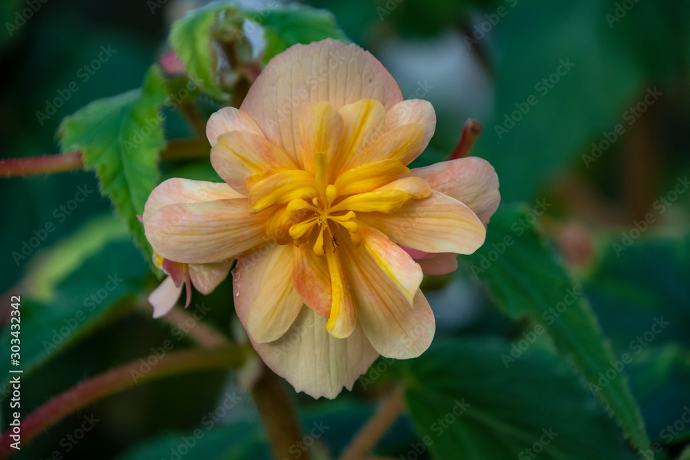 Orange Yellow flower Begonia, Tuberous Begonias (Begonia tuberhybrida)