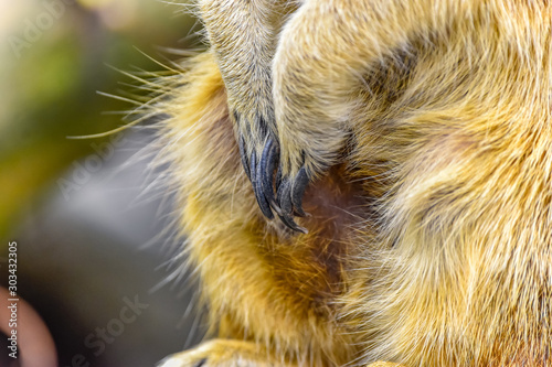 meerkat's claws © Krzysztof