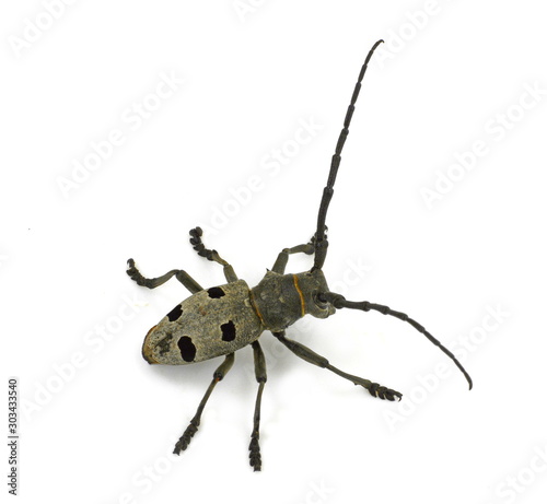 Longhorn beetle isolated on white background, Morimus funereus  photo