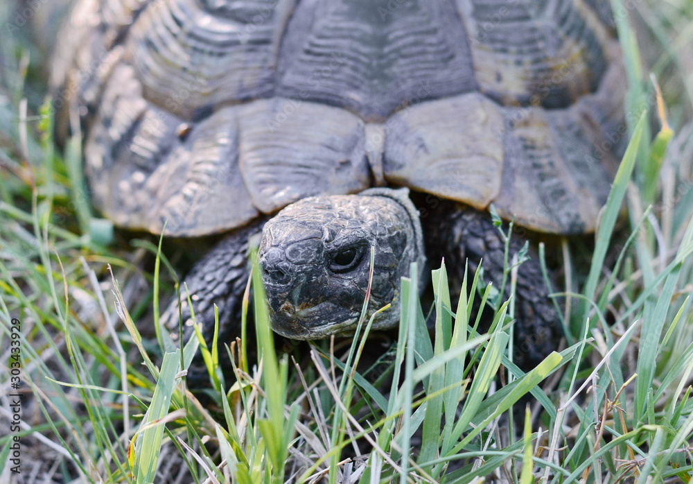 Forest turtle in a natural environment. Forest turtle in a natural environment.