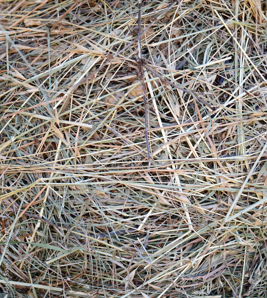 Dry grass background. Freshly cut and baled hay stacked to dry Dry grass background. Freshly cut and baled hay stacked to dry