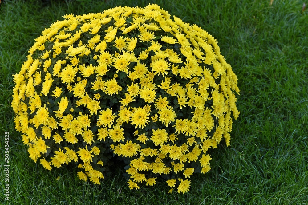 Fotografie yellow chysanthemum flowers