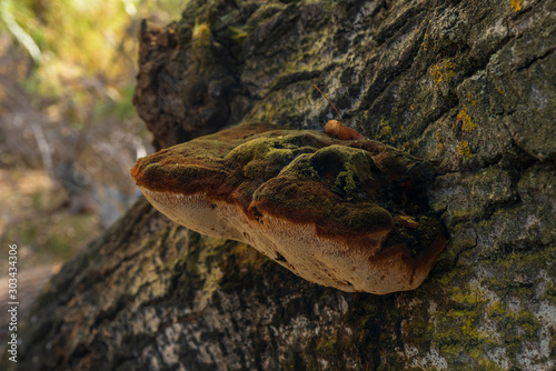 Fungi in Lucainena trees