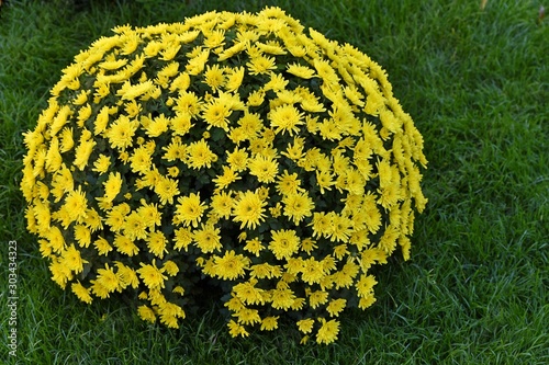yellow chysanthemum flowers photo