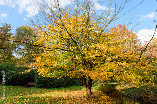 Bright yellow autumn Populus tree in a park