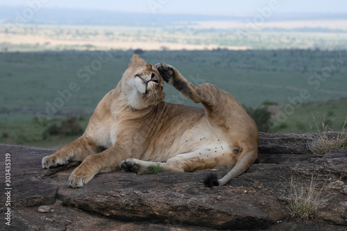 Lioness with view of massai mara