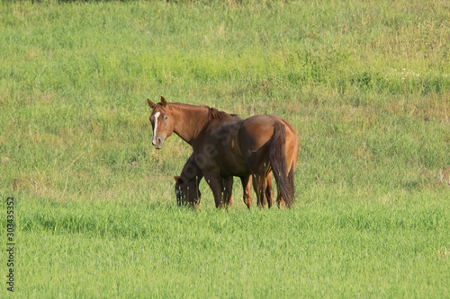 Two brown horses in pasture eating grass  © Mary Minton-Wilber