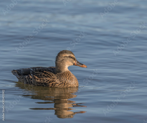 female mallard duck in blue water 