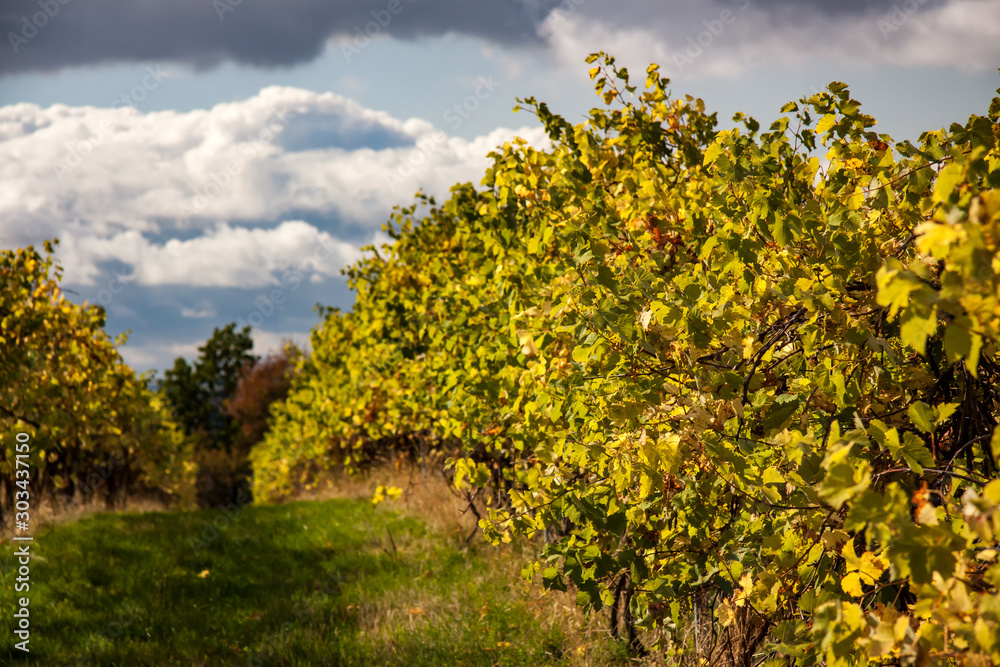 vineyard in autumn in saxony, germany