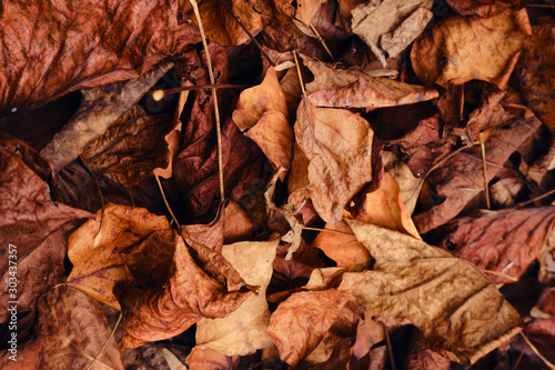 Autumn leaves on the ground. Foliage under your feet. Fall season, natural background. Green, red and yellow dry leaves. October and november holidays. Beautiful orange seasonal texture