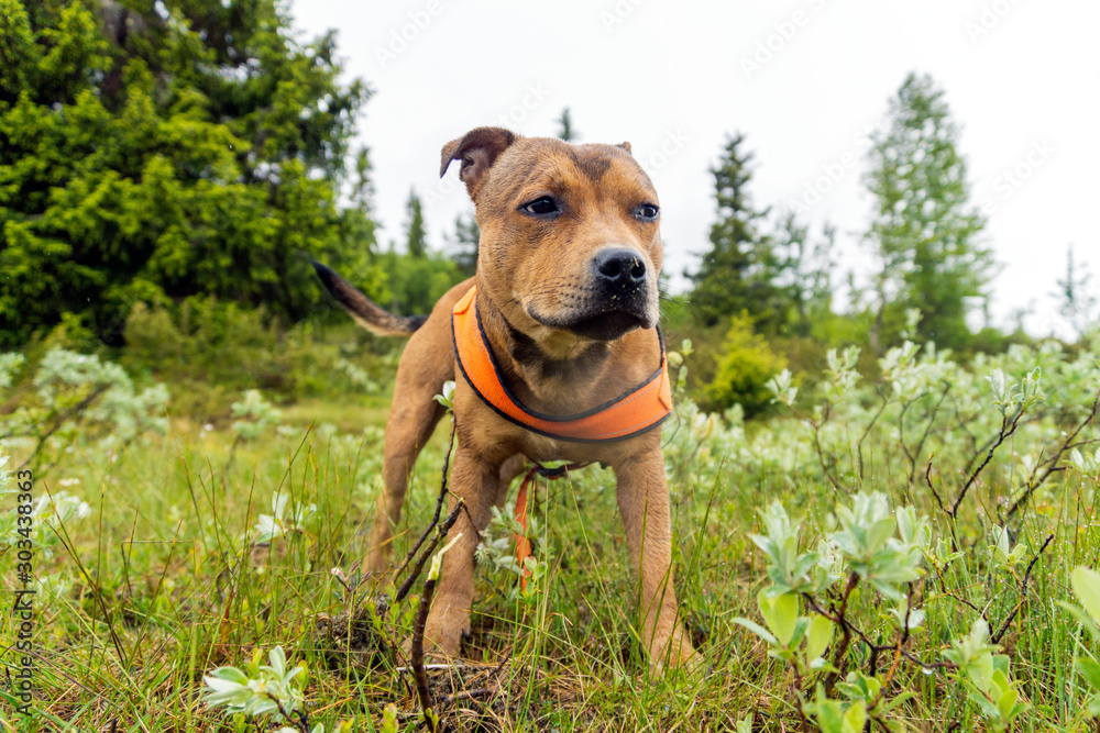 Staffordshire bullterrier puppy portrait outdoors in the forest with orange harness during rainy weather. Pet and animal photography concept.