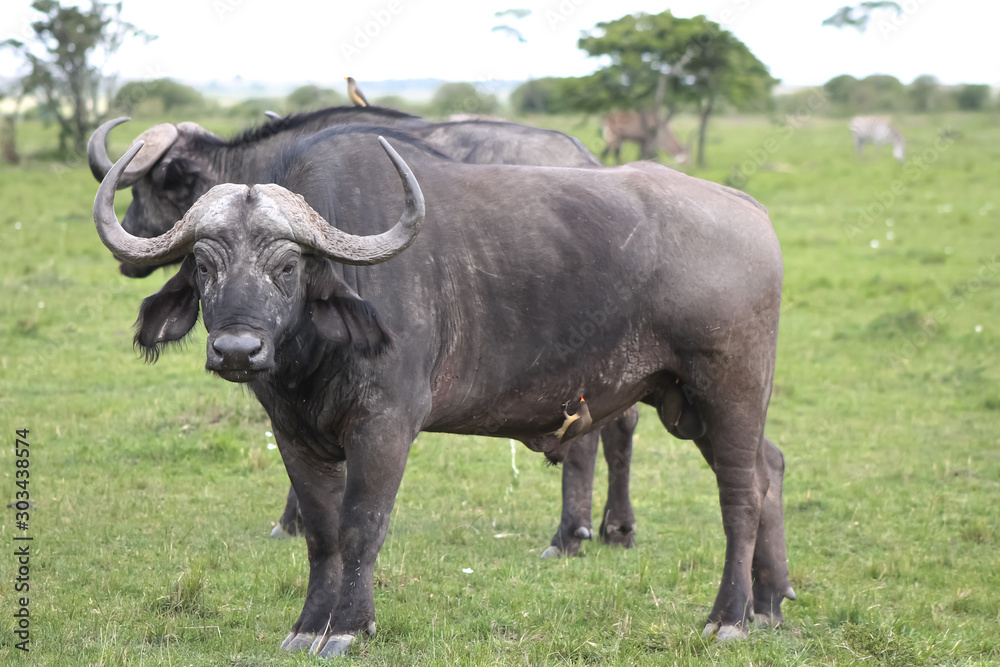 buffalo in field buffalo in field