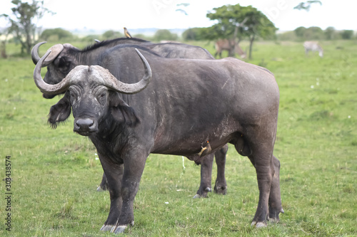 buffalo in field