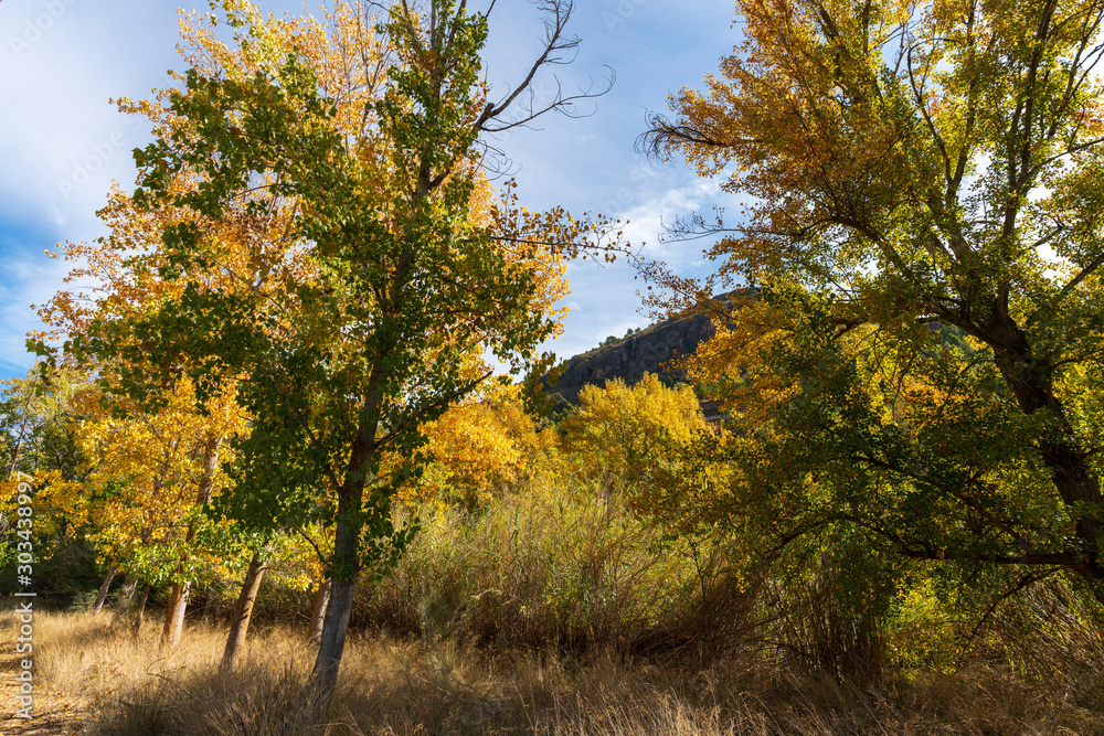 Trees with orange autumn tone Trees with orange autumn tone