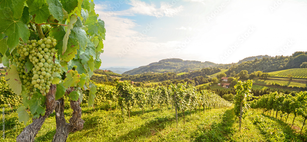 Fototapeta premium Winorośl w winnicy z białymi winogronami latem, pagórkowaty krajobraz rolniczy w pobliżu winnicy przy winiarskiej drodze, Styria Austria