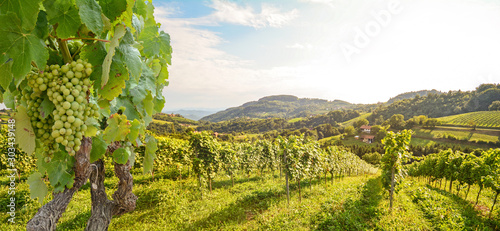Vines in a vineyard with white wine grapes in summer, hilly agricultural landscape near winery at wine road, Styria Austria photo