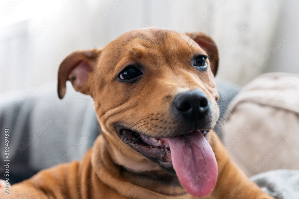 Staffordshire bullterrier are relaxing indoors panting and smiling while laying on the couch. Man's best friend and puppy photography concept.