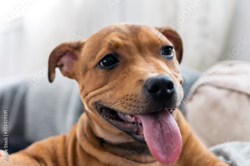 Staffordshire bullterrier are relaxing indoors panting and smiling while laying on the couch. Man s best friend and puppy photography concept.