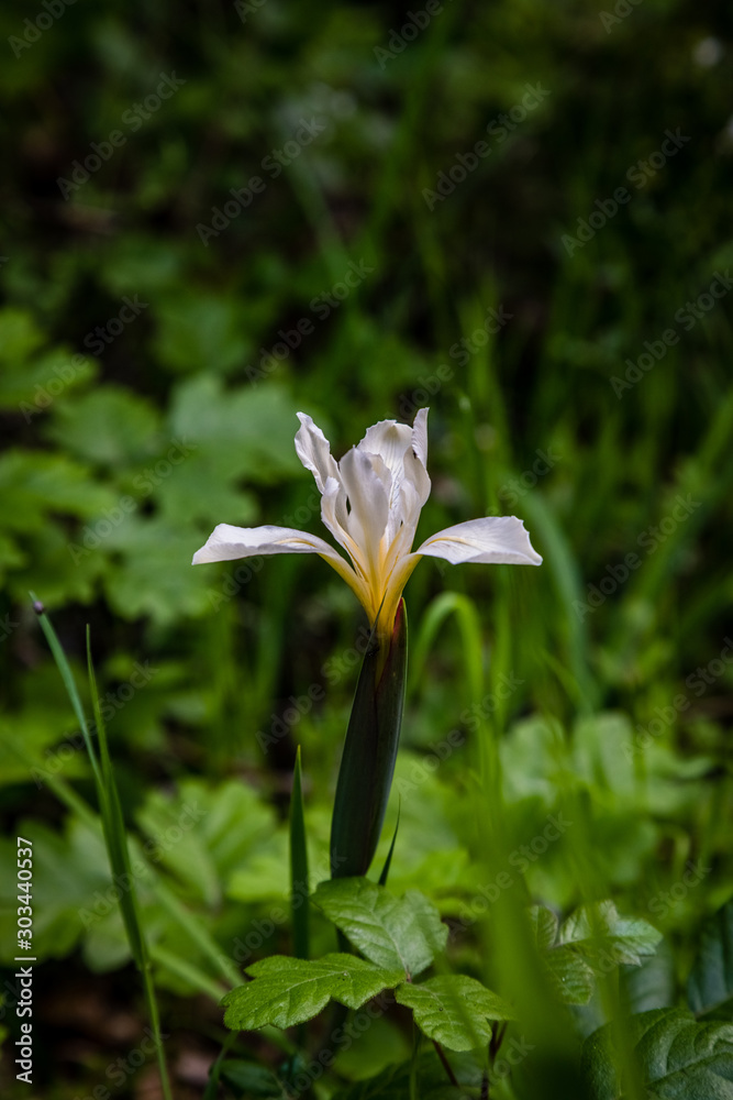 White wild flower growing in a dark forest with dense green ...