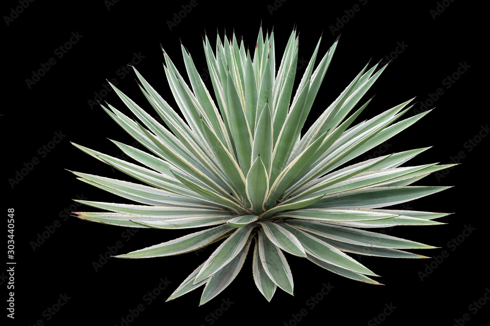 Agave plant isolated on black background. clipping path. Agave plant tropical drought tolerance has sharp thorns Agave plant isolated on black background. clipping path. Agave plant tropical drought tolerance has sharp thorns