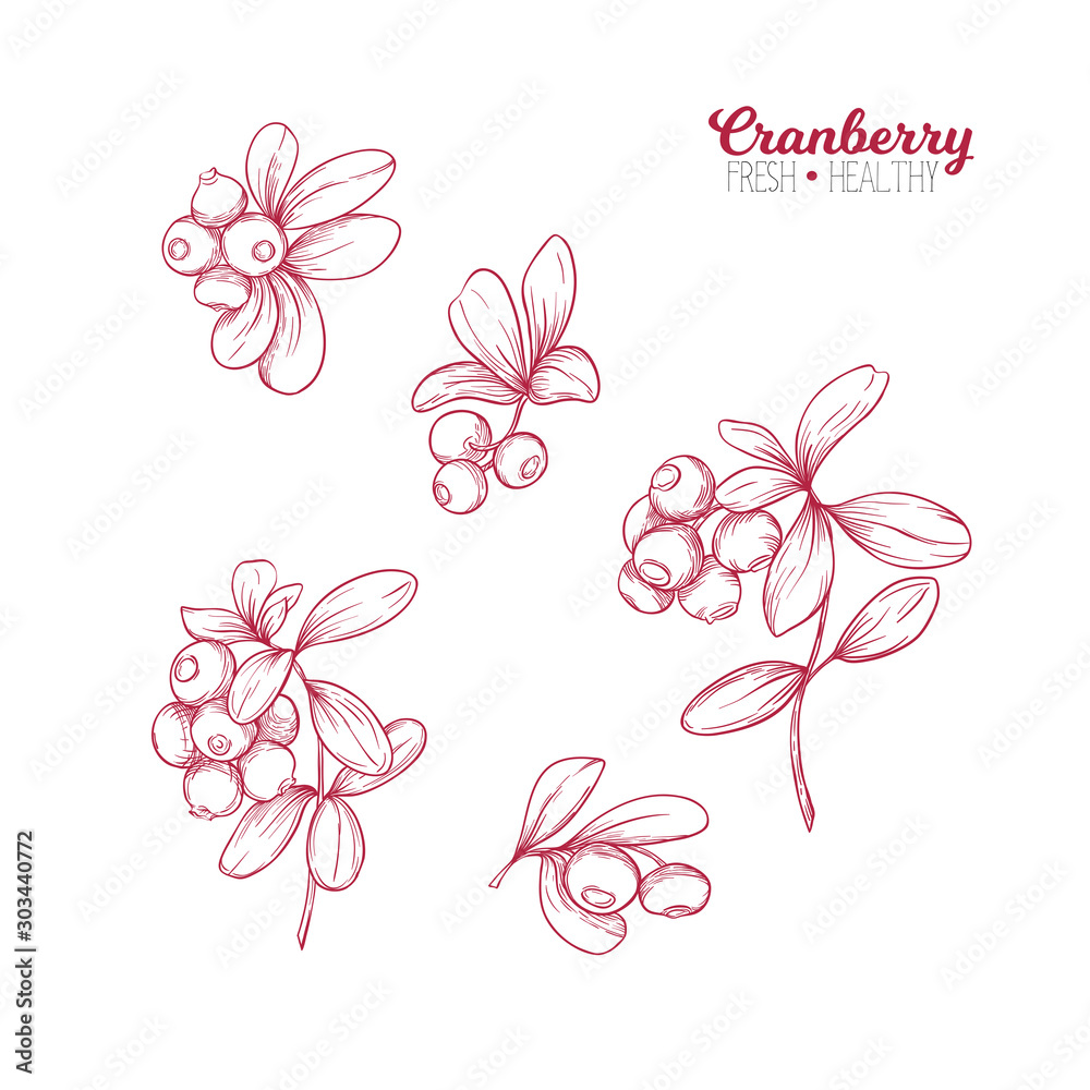 Cranberry. Element for design. Good for product label. Colored vector illustration. Graphic drawing, engraving style. Vector illustration.