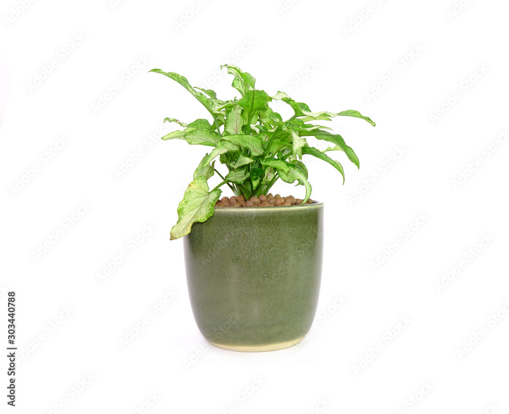 Arrowhead plant in green ceramic pot Isolated on white background. Commonly cultivated as a houseplant. Common names include: arrowhead vine, arrowhead philodendron, goosefoot, African evergreen. Arrowhead plant in green ceramic pot Isolated on white background. Commonly cultivated as a houseplant. Common names include: arrowhead vine, arrowhead philodendron, goosefoot, African evergreen.