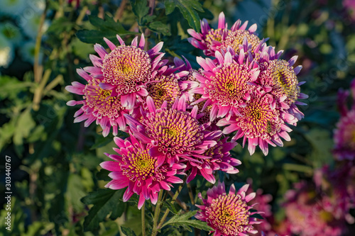 Pink chrysanthemums close up in autumn Sunny day in the garden. Autumn flowers. Flower head