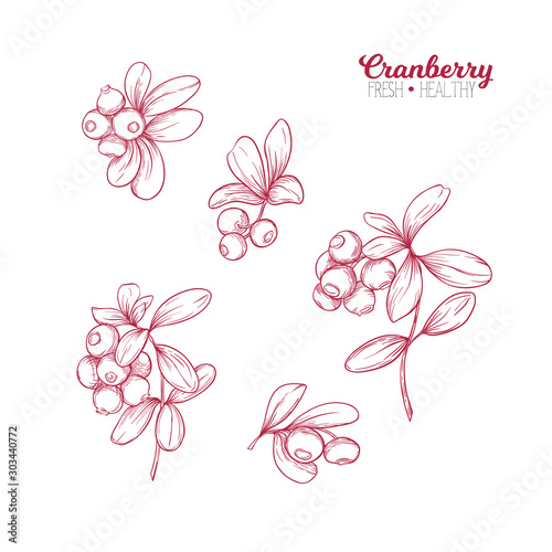 Cranberry. Element for design. Good for product label. Colored vector illustration. Graphic drawing, engraving style. Vector illustration.