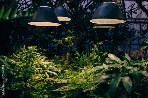 Botanical garden in the light of multicolored lamps