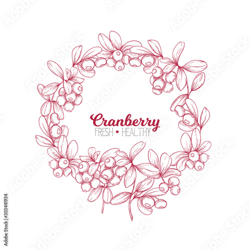Cranberry. Element for design. Good for product label. Colored vector illustration. Graphic drawing, engraving style. Vector illustration