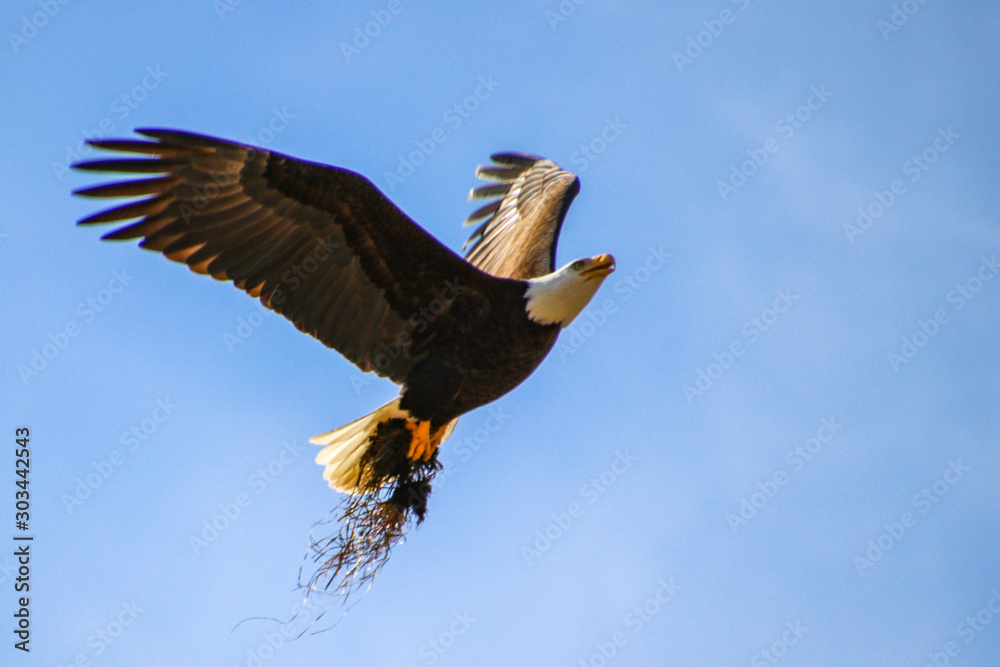 Naklejka premium Bald Eagle in flight in British Columbia Canada