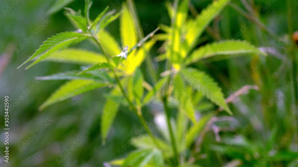 A green, large sheet of cannabis.The backlit, evening light hemp leaves.Forest thickets.Forest hygrophilous and shade-tolerant species. A green, large sheet of cannabis.The backlit, evening light hemp leaves.Forest thickets.Forest hygrophilous and shade-tolerant species.