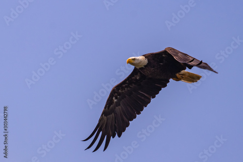 Bald Eagle in flight in British Columbia Canada