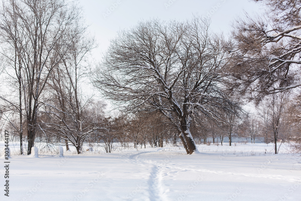 Winter landscape. Field covered with snow and bald trees.