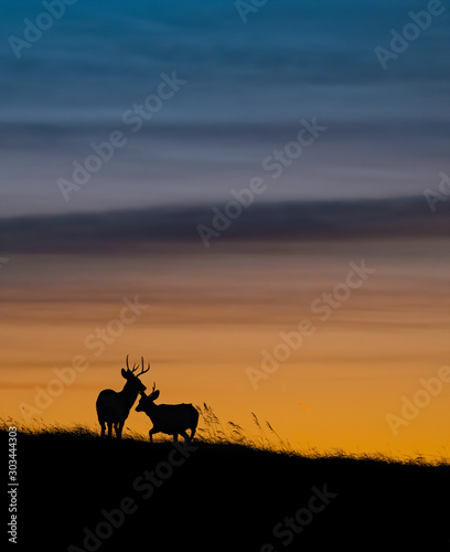 Mule Deer Silhouette at Sunset 