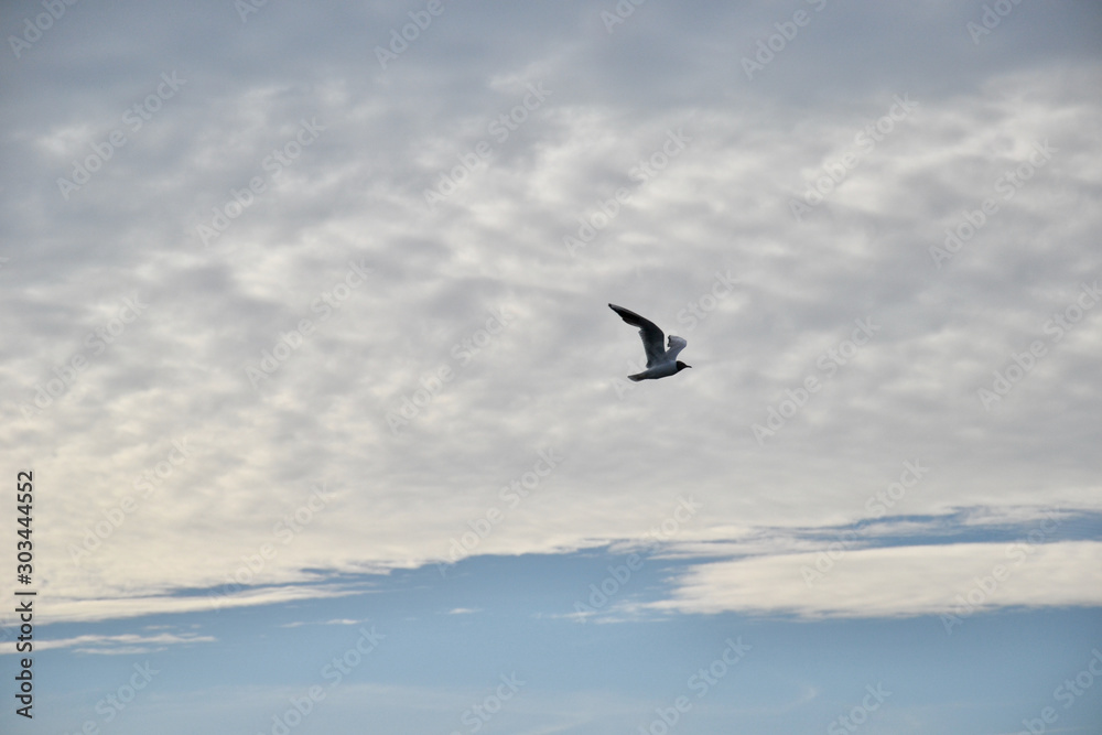 Black headed gull (Chroicocephalus ridibundus) in flight in low evening light