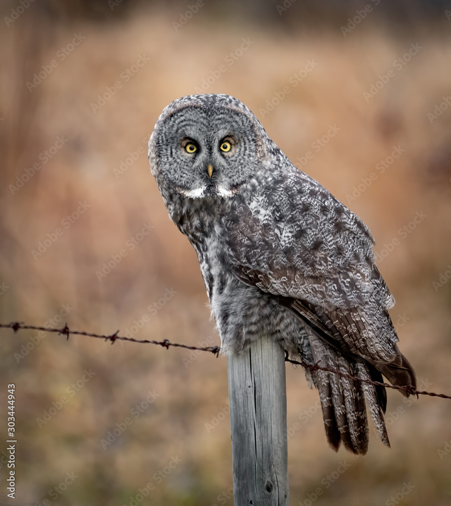 Fototapeta premium Great Gray Owl 