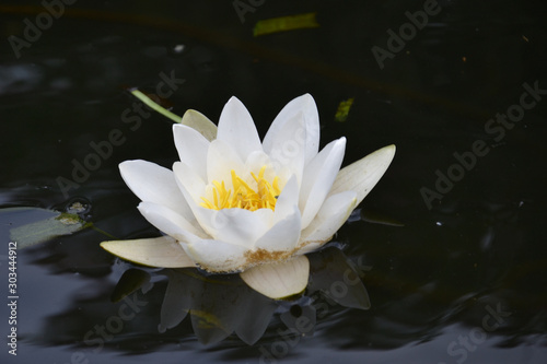 Flowering white and yellow water lily