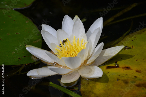 Flowering white and yellow water lily
