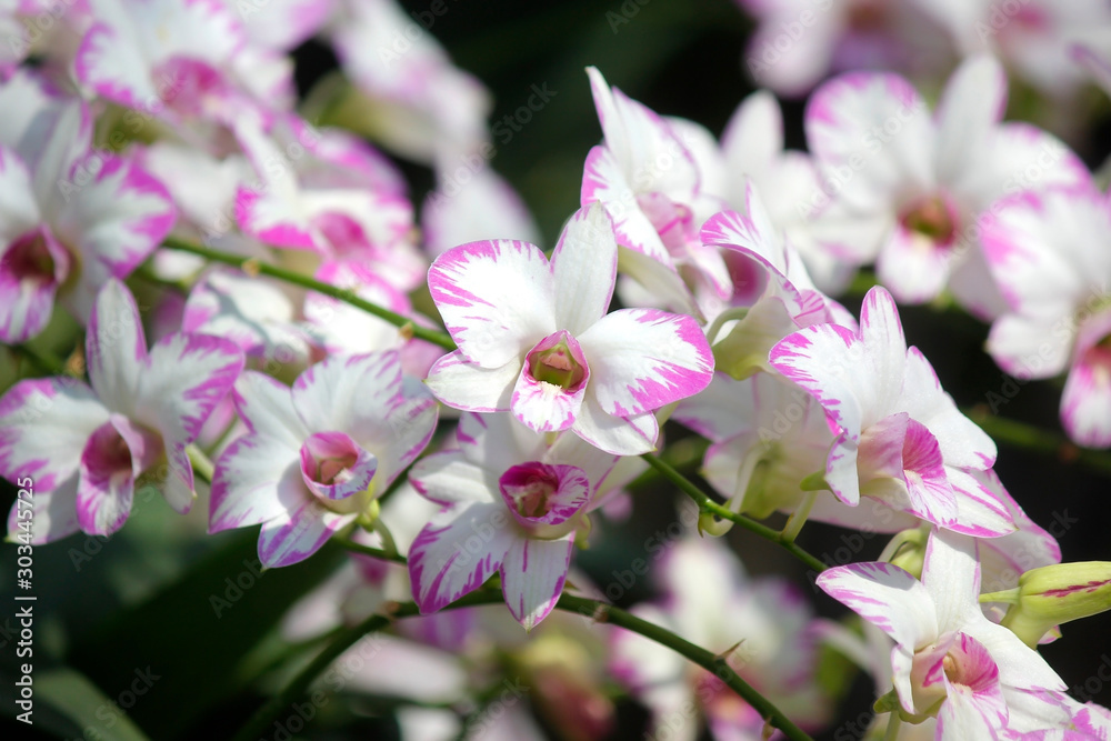 closeup of beautiful orchid flower closeup of beautiful orchid flower