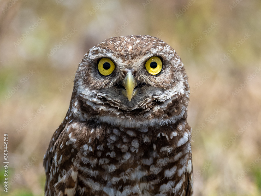 Burrowing Owl in Florida