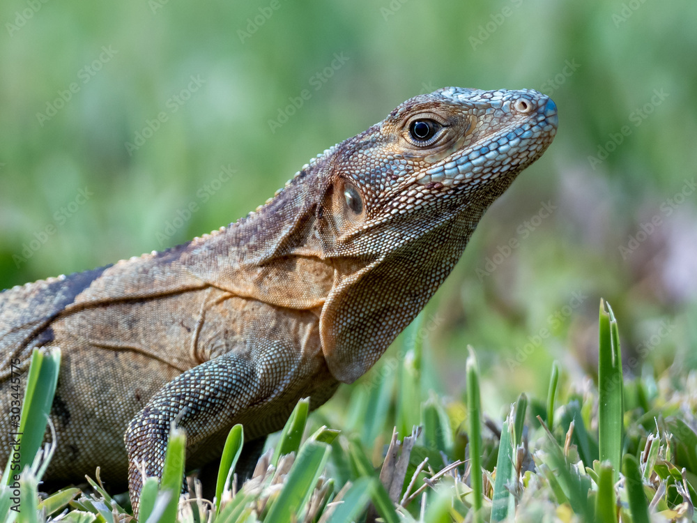 Fototapeta premium large iguana close up portrait
