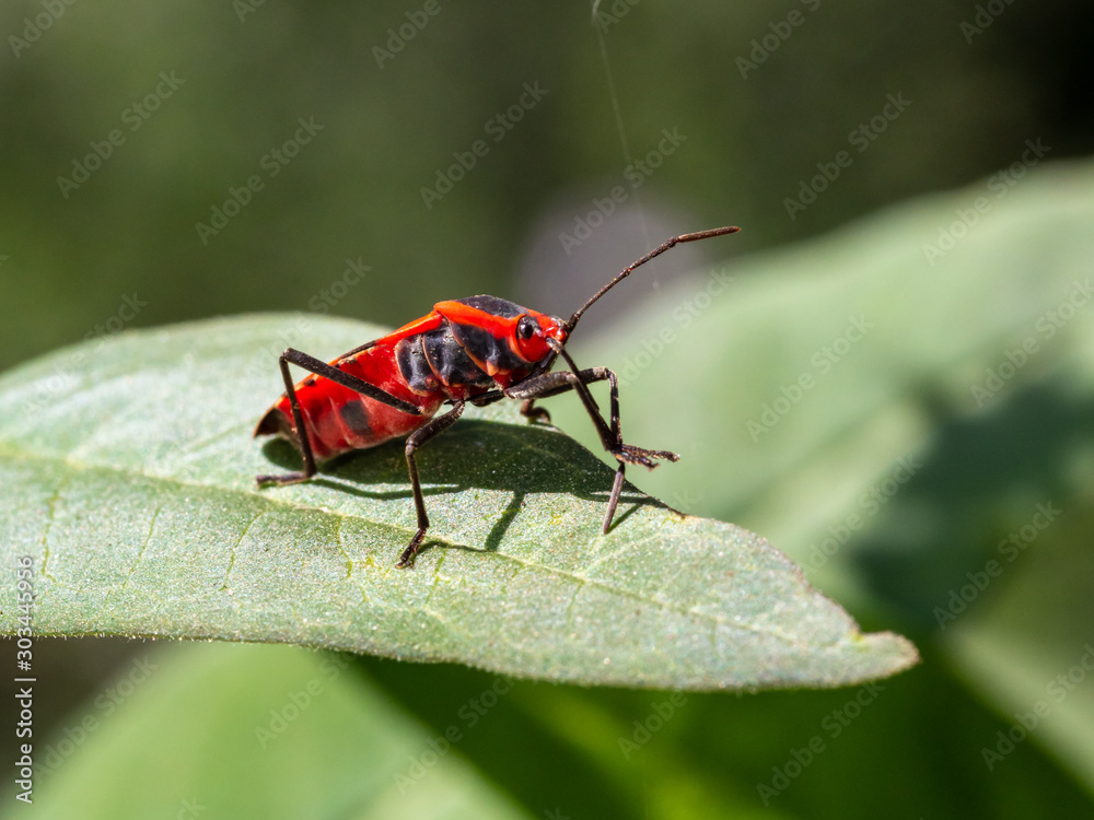 Red beetle on leaf