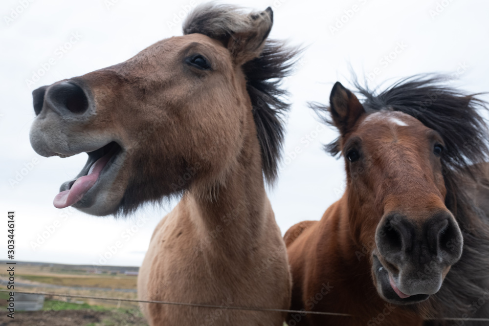 Obraz premium Talking Horse 2