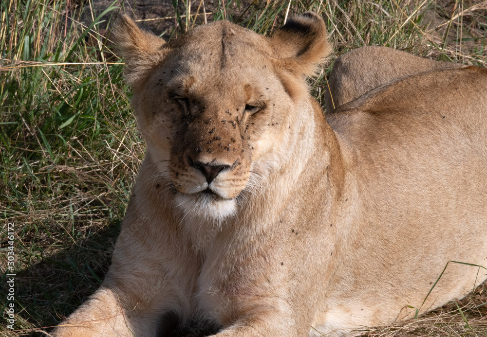 Naklejka premium Lioness closeup